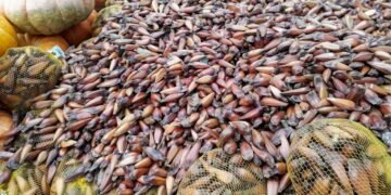 Os nutrientes poderosos do pinhão e como ele faz bem ao corpo