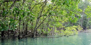 O que aconteceria com os oceanos se as florestas desaparecessem?