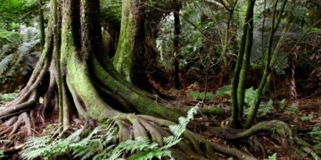 Descubra os segredos da agricultura sustentável inspirada nas florestas naturais