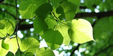 Cientistas estão criando a fotossíntese do futuro e isso pode mudar tudo