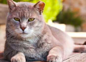 Por que os cheiros são tão importantes para os gatos? Saiba como o olfato guia tudo