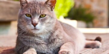 Sinais claros de que seu Gato está tentando te proteger sem você perceber