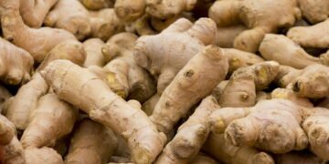 Quer gengibre sempre fresco? Veja como cultivar na sua cozinha ou varanda