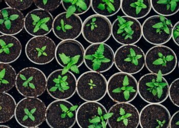 Como acelerar o crescimento das suas plantas e garantir colheitas mais rápidas