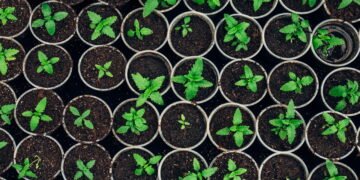 Como acelerar o crescimento das suas plantas e garantir colheitas mais rápidas