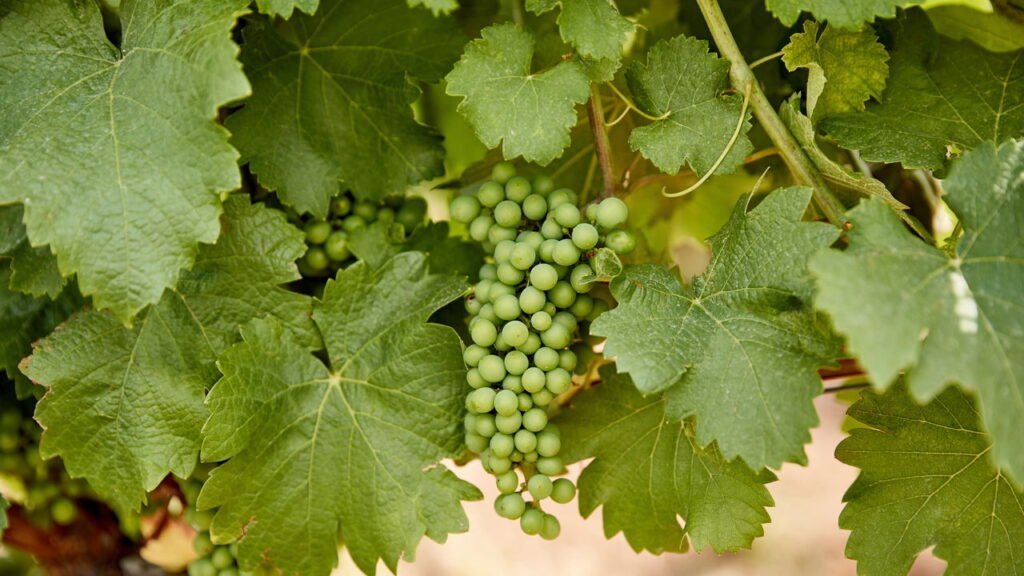 Aprenda como plantar uvas verdes em casa e colher quilos de frutos