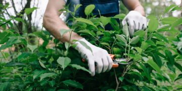 Como a poda pode transformar o crescimento das suas plantas