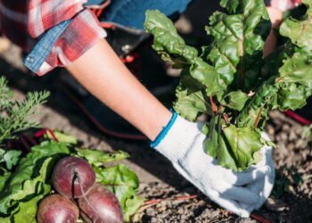 Você sabia que já estamos cultivando alfaces no espaço? Veja como