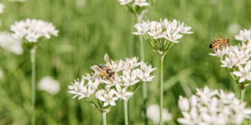 Vilões ou aliados? O impacto dos insetos no seu jardim