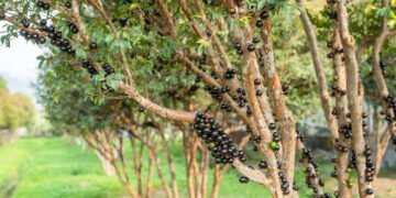 Como cuidar da jabuticabeira para colher frutas deliciosas o ano todo