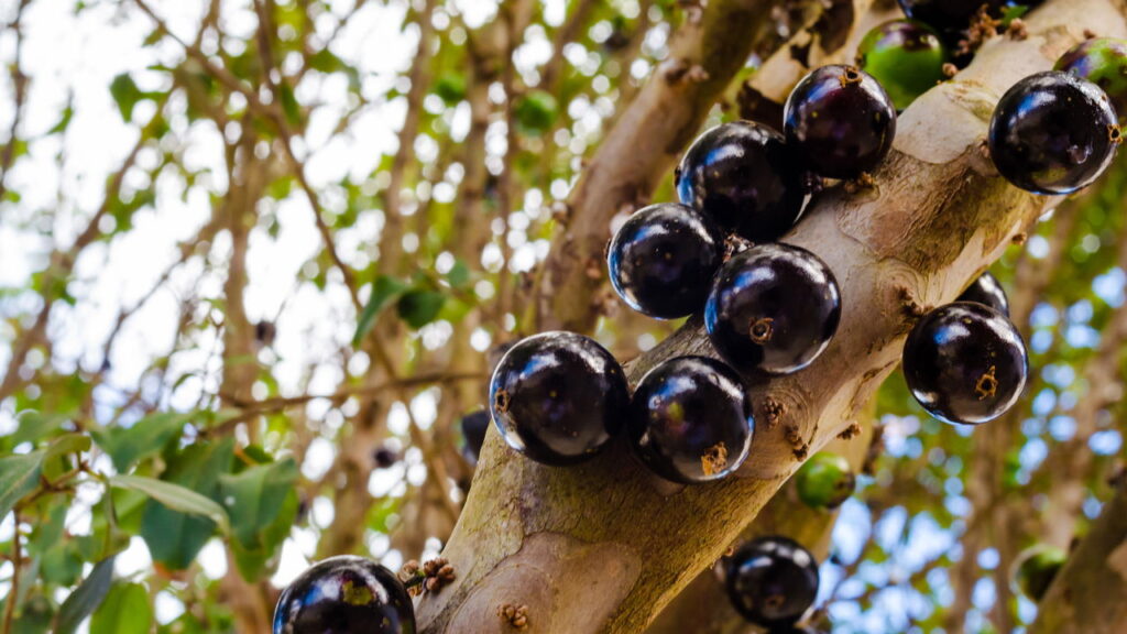 Plantar jabuticaba em casa pode mudar sua rotina e sua alimentação