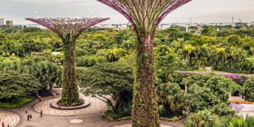 Como as plantas podem melhorar a qualidade do ar na cidade