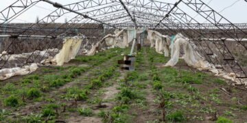 Veja como cultivar em seu jardim plantas resistentes ao calor, frio e radiação