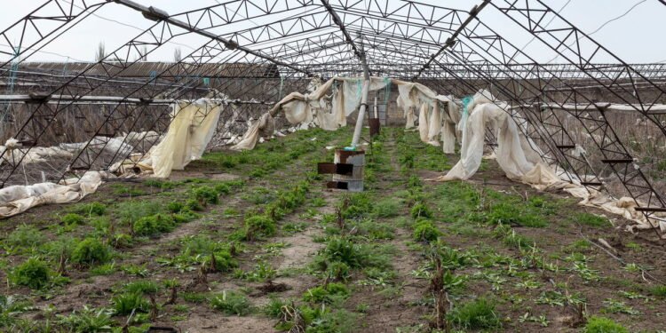 Veja como cultivar em seu jardim plantas resistentes ao calor, frio e radiação