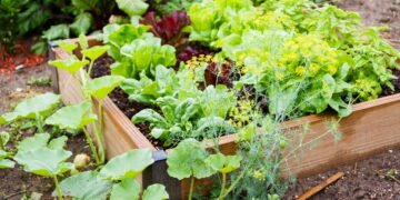 O que plantar em um jardim comestível para ter colheitas o ano todo