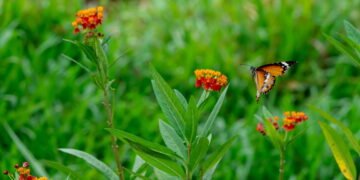Como escolher plantas que tornam seu jardim o destino preferido das borboletas