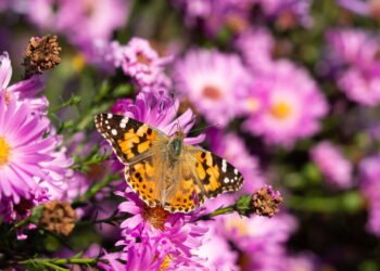 Como escolher plantas que tornam seu jardim o destino preferido das borboletas