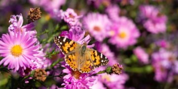 Como escolher plantas que tornam seu jardim o destino preferido das borboletas