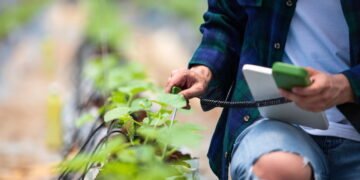 Você conhece as florestas digitais? Saiba o impactam ao meio ambiente