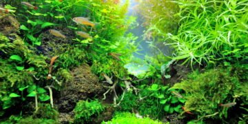 A solução para águas mais limpas e saudáveis está na natureza