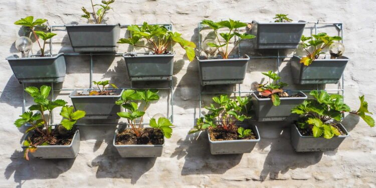 Dicas para montar um jardim vertical com flores o ano todo