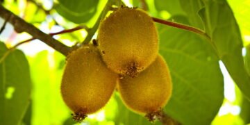 Conheça as frutas com vitamina C que você pode cultivar em casa