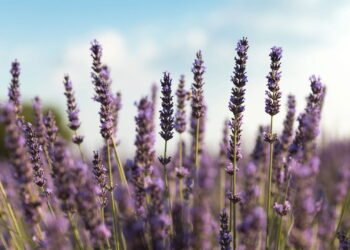 O truque para criar um jardim bonito sem gastar litros de água
