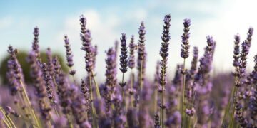 O truque para criar um jardim bonito sem gastar litros de água