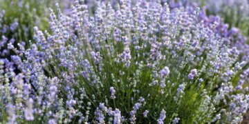 Aprenda a cultivar em casa flores que afastam energias negativas