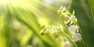 Como a luz pode acelerar o crescimento das suas plantas