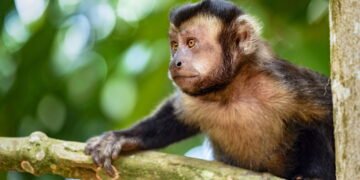 Macacos-prego de Minas Gerais desafiam a história da evolução
