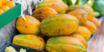 Melhor época e cuidados para plantar mamão papaia em casa