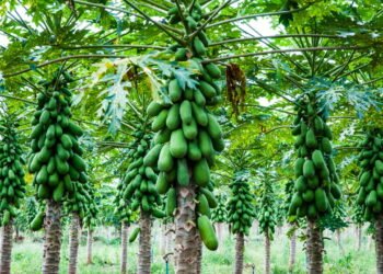 Melhor época e cuidados para plantar mamão papaia em casa