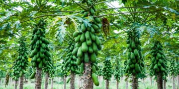 Melhor época e cuidados para plantar mamão papaia em casa