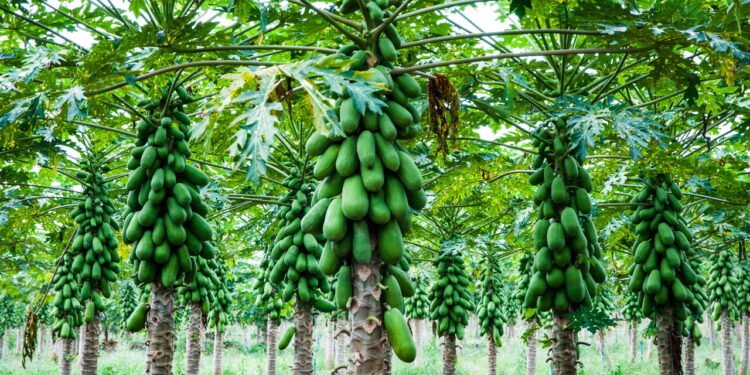 Melhor época e cuidados para plantar mamão papaia em casa