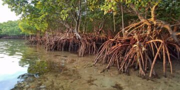 Árvores que flutuam? Conheça a ciência por trás dessa adaptação incrível