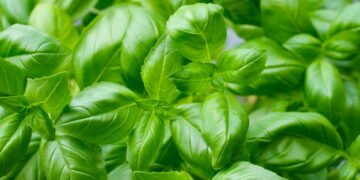 Manjericão no vaso ou na horta? Veja qual o melhor jeito de plantar e colher!