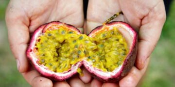 Passo a passo para cultivar maracujá em vasos e ter frutas frescas em casa