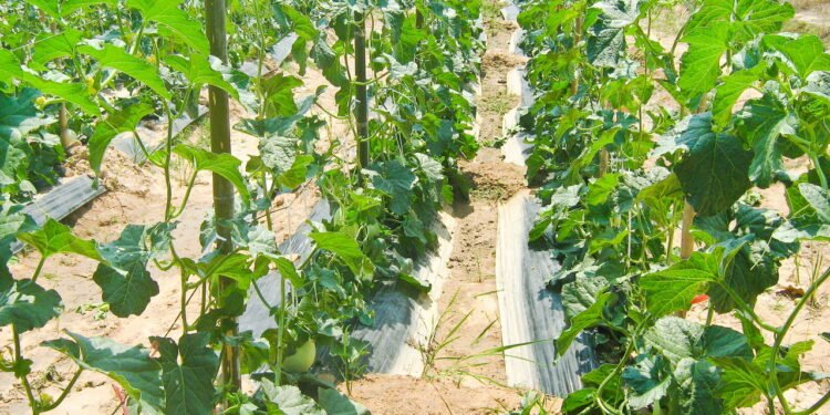 Aprenda cultivar melão no seu quintal e garantir uma colheita saborosa