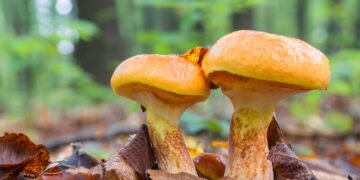 A conexão oculta que mantém florestas e plantações saudáveis