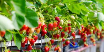 Aprenda a cultivar morangos doces e suculentos no quintal