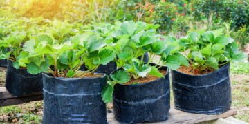 Aprenda a plantar morango em casa com dicas profissionais