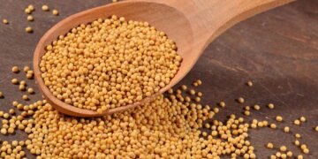 Plantar mostarda em casa pode mudar sua alimentação e seu bolso