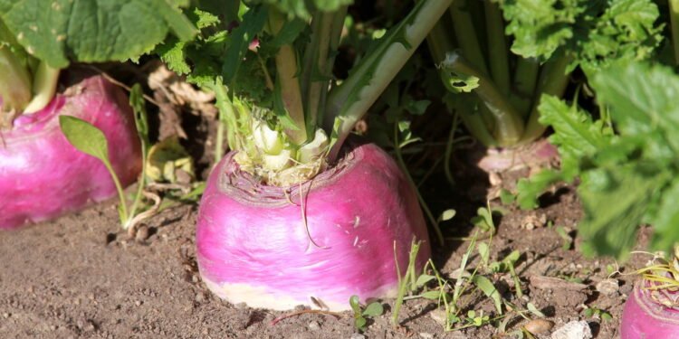 Nabo caseiro é mais fácil de cultivar do que parece