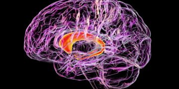 Plantas têm inteligência? O que a ciência diz sobre neurobotânica