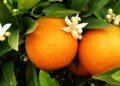 Passo a passo para cultivar laranja em casa e aproveitar seus benefícios