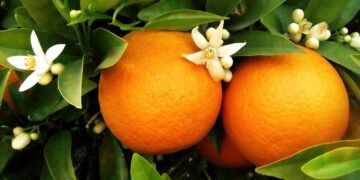 Passo a passo para cultivar laranja em casa e aproveitar seus benefícios