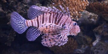 Como o peixe-leão chegou ao Brasil e por que ele é uma ameaça ambiental