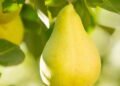Aprenda a plantar pera e colher frutas do seu próprio pomar