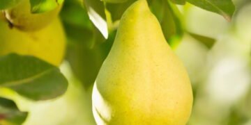 Aprenda a plantar pera e colher frutas do seu próprio pomar